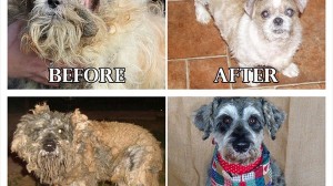 野良や虐待から救われた20匹の犬・・・　ビフォーアフター画像！
