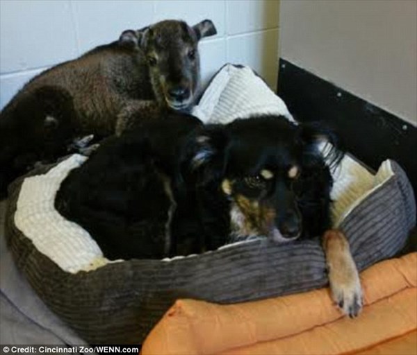 これまで6種の動物の母親となった犬　今度はウシ科の「ターキン」の世話をする