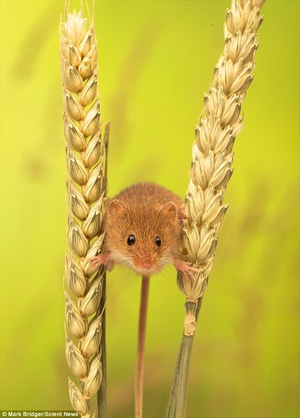 小麦の穂にぶら下がれるほど小さく、可愛いカヤネズミ！！