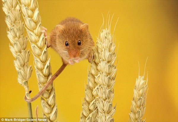 小麦の穂にぶら下がれるほど小さく、可愛いカヤネズミ！！