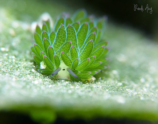 藻を食べて光合成をするテングモウミウシ！　エサが無くても光合成で半年生きる