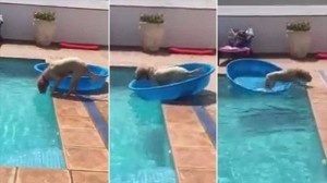 濡れるのメンドくせぇ！　タライをボートにしてプールに落ちたボールを拾う犬！