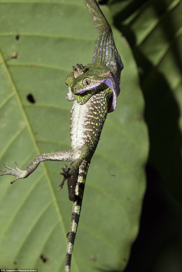 インドネシアで、太いトカゲを丸飲みにする細いヘビが撮影される！