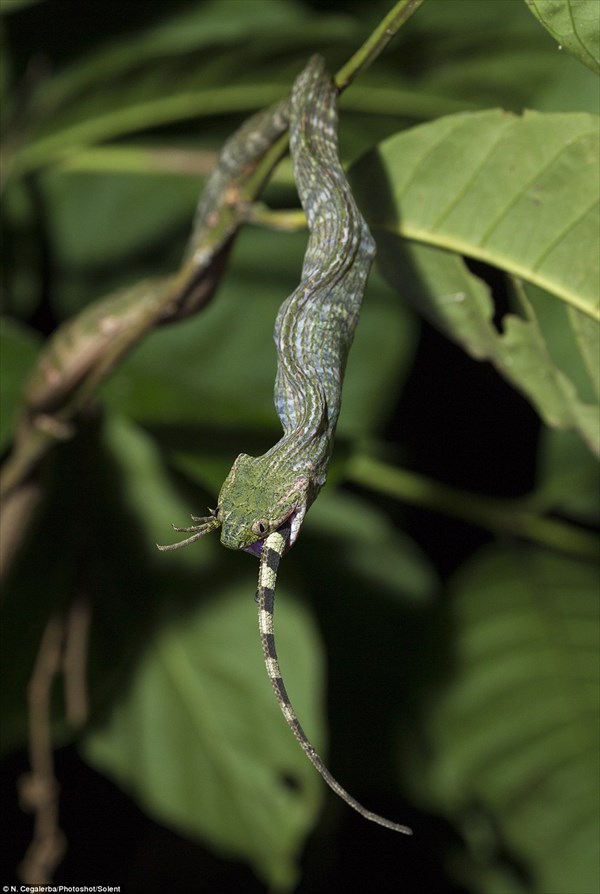 インドネシアで、太いトカゲを丸飲みにする細いヘビが撮影される！