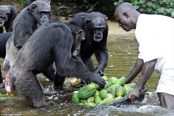ウイルス研究所が動物実験に使ったチンパンジーを残して放棄した島「猿の島」