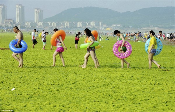 今年も中国のビーチで「アオサ」が大量発生！　緑の海岸とそれを楽しむ行楽客