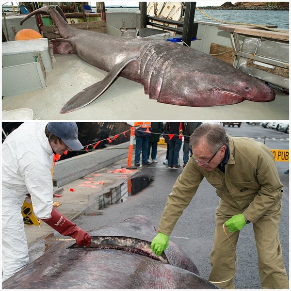 先月水揚げされたウバザメ　デカ過ぎて肉切り包丁で解体！研究用に保存へ