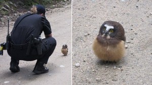 パトロール中の保安官、人間に動じないヒメキンメフクロウの赤ちゃんと出会う