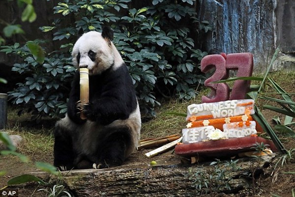 ギネスにも認定！　最長寿のジャイアントパンダが、37歳の誕生日を迎える！