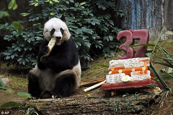 ギネスにも認定！　最長寿のジャイアントパンダが、37歳の誕生日を迎える！