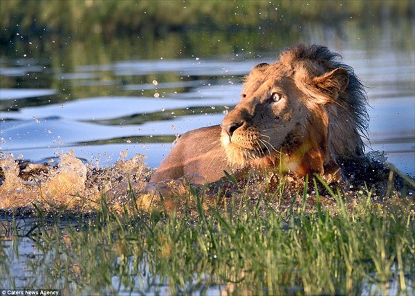 水浴びをしていたライオン　ワニを見つけて、焦って水場を脱出！！