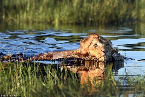水浴びをしていたライオン　ワニを見つけて、焦って水場を脱出！！
