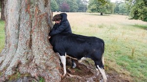 牛が吸い込まれる木！？　放牧中の牛、木にできた穴に挟まれ2時間の救出劇！