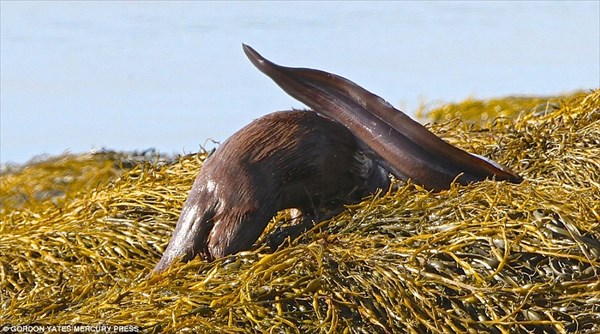 カワウソVS大アナゴ　スコットランドで珍しい捕食シーンを撮影！