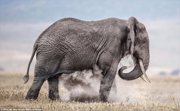 ウィム・ファンデンヘーバーが撮影した息を飲む動物たちの写真