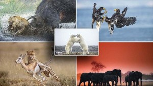 ウィム・ファンデンヘーバーが撮影した息を飲む動物たちの写真！　21枚！！　