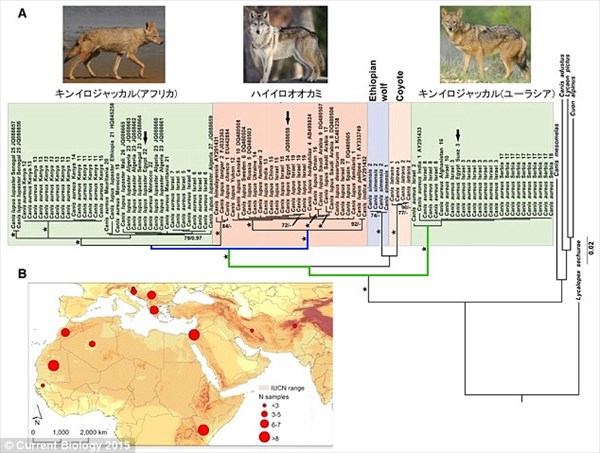 150年ぶりにイヌ科の新種発見！　アフリカと中東のジャッカルが別種と判明！