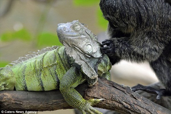 ドイツの動物園にいるマーモセットとイグアナが仲良すぎる！
