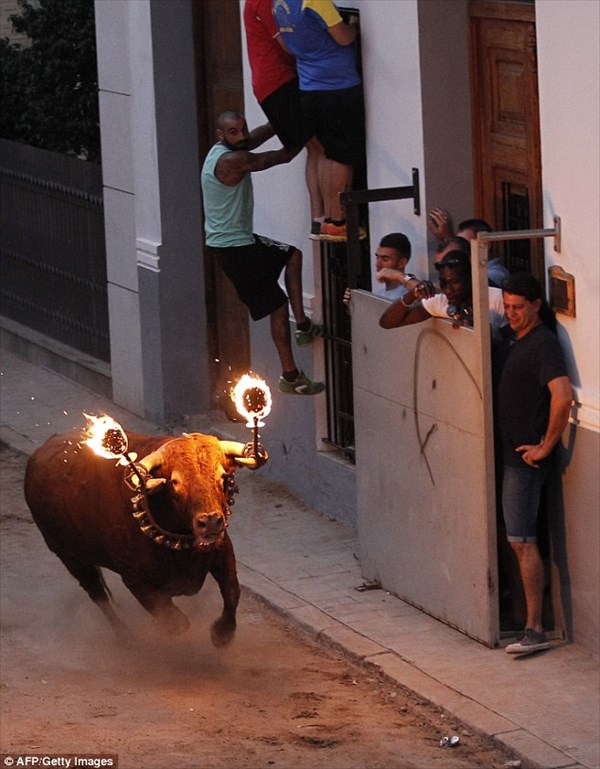 牛追い祭りの上位互換！？　「牛＋火」炎の牛追い祭りが超過激！！