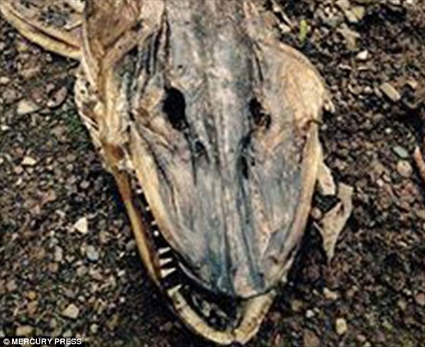鋭い牙を持った謎の生物の死骸が発見される！　ネット上で論争に発展！！