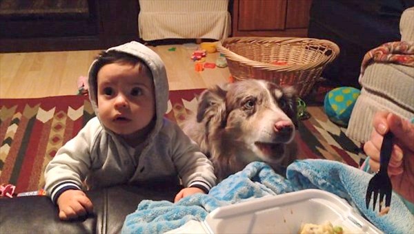 赤ちゃんに「ママ」と言葉を教えていたら、隣にいた犬が「ママ」と話す！