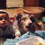 赤ちゃんに「ママ」と言葉を教えていたら、隣にいた犬が「ママ」と話す！