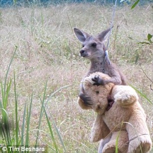 むちゃ可愛い！！　クマのぬいぐるみを抱いた赤ちゃんカンガルー