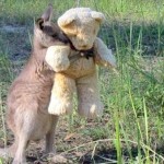 むちゃ可愛い！！　クマのぬいぐるみを抱いた赤ちゃんカンガルー