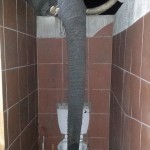 ウゲッ・・・　ボツワナでトイレから器用に水を飲むゾウが撮影される
