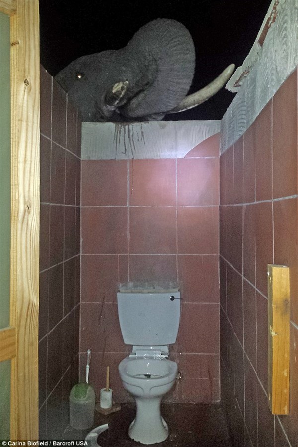 ウゲッ・・・　ボツワナでトイレから器用に水を飲むゾウが撮影される