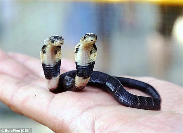 中国南部で双頭のヘビ(タイワンコブラ)誕生！　大きく成長するよう動物園へ