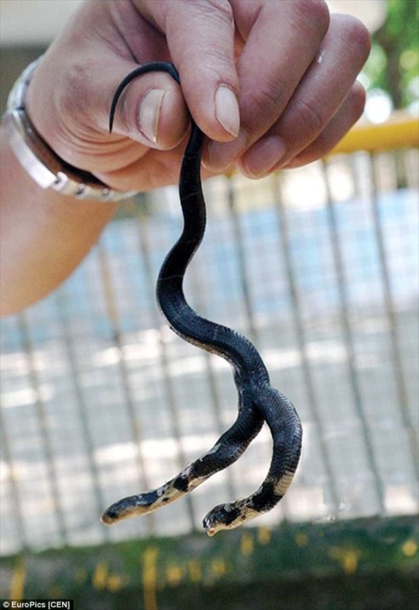 中国南部で双頭のヘビ(タイワンコブラ)誕生！　大きく成長するよう動物園へ