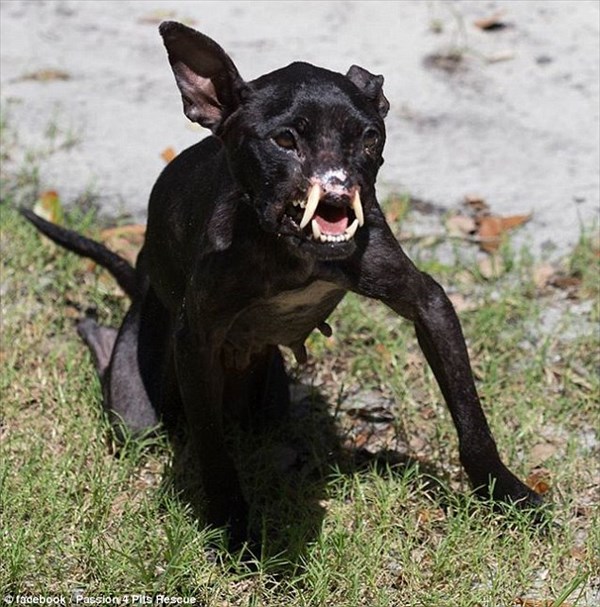 フロリダ州で発見されたセイウチのような犬　人間による虐待でこのような姿に