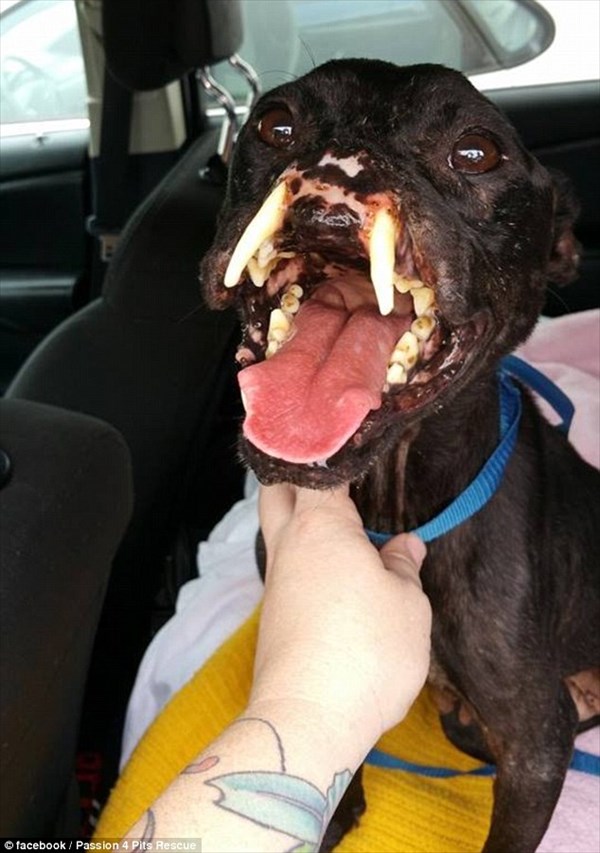 フロリダ州で発見されたセイウチのような犬　人間による虐待でこのような姿に