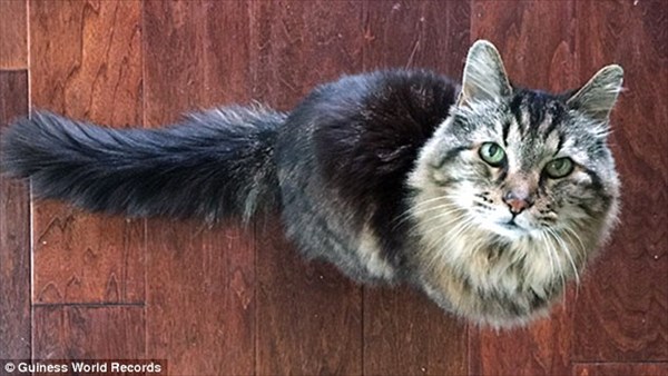人間なら120歳！　「世界最長寿の猫」になった26歳の猫「コーデュロイ」