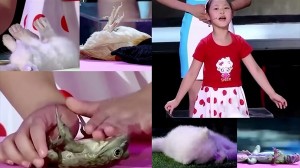 超能力少女！？　中国の5歳の女の子が、5種類の動物達を瞬く間に眠らせる？