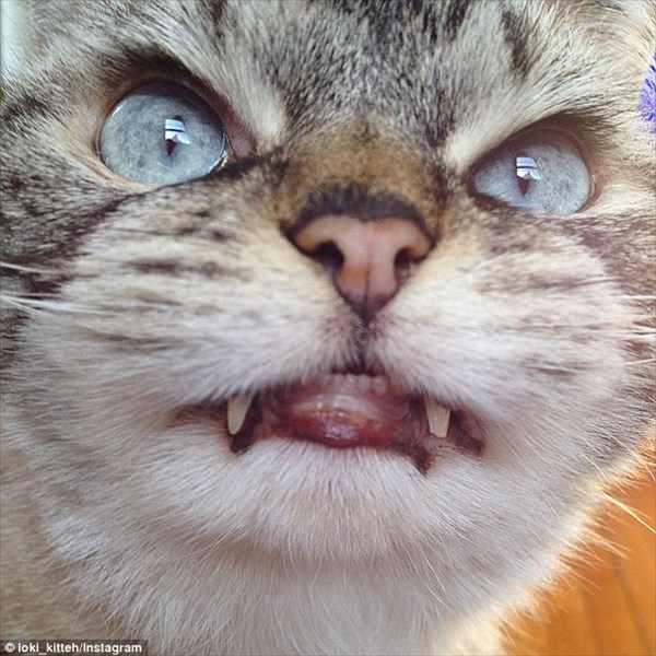 猫界に新スター誕生！　長い牙をもったドラキュラ猫のロキ