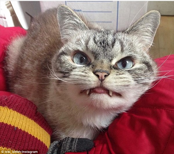 猫界に新スター誕生！　長い牙をもったドラキュラ猫のロキ