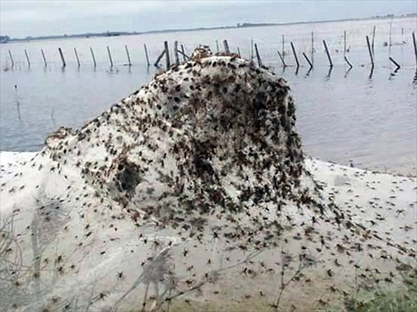 「悪魔のスライム」という現象でアルゼンチンの村が真っ白に！　原因はクモの糸