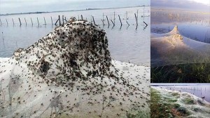 「悪魔のスライム」という現象でアルゼンチンの村が真っ白に！　原因はクモの糸