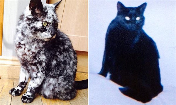 黒猫がまだら模様の猫にモデルチェンジ！？　白斑症によって模様が変わった猫！