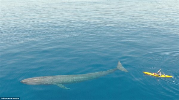 ドローンが撮影！　地球最大の生物シロナガスクジラとのツーショット写真！！