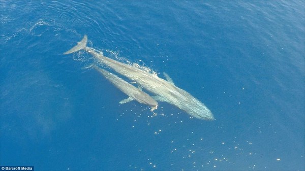 ドローンが撮影！　地球最大の生物シロナガスクジラとのツーショット写真！！