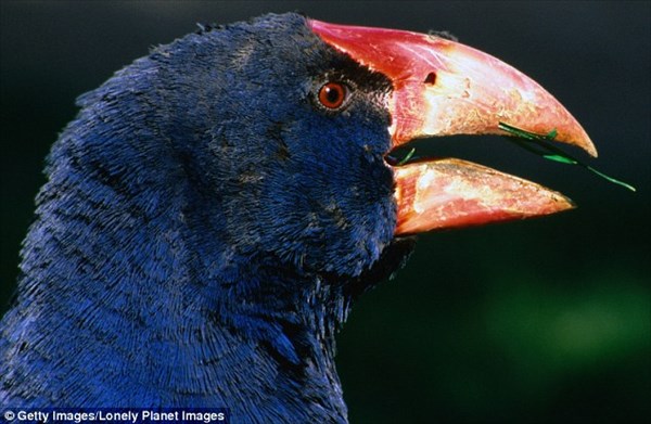 生息数300羽の絶滅危惧種の鳥「タカヘ」　外来種の鳥と勘違いされ駆除される