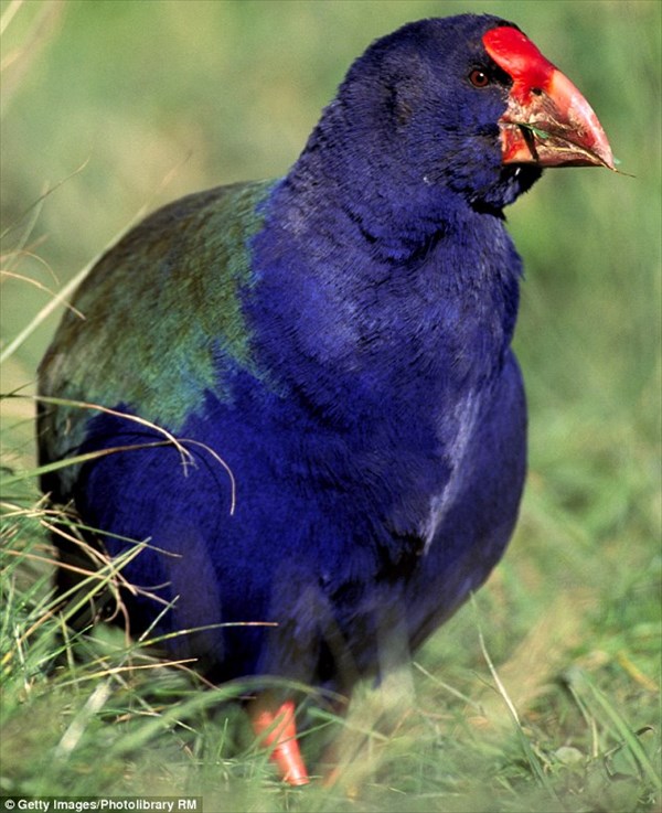 生息数300羽の絶滅危惧種の鳥「タカヘ」　外来種の鳥と勘違いされ駆除される