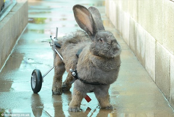 半身不随のウサギ　車椅子によってウィリー走行のできる第二の人生を手に入れる