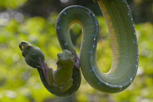 ジャカルタの動物園で撮影！　度胸のあるカエルと優しいヘビ！！