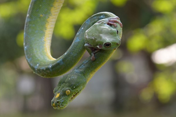 ジャカルタの動物園で撮影！　度胸のあるカエルと優しいヘビ！！