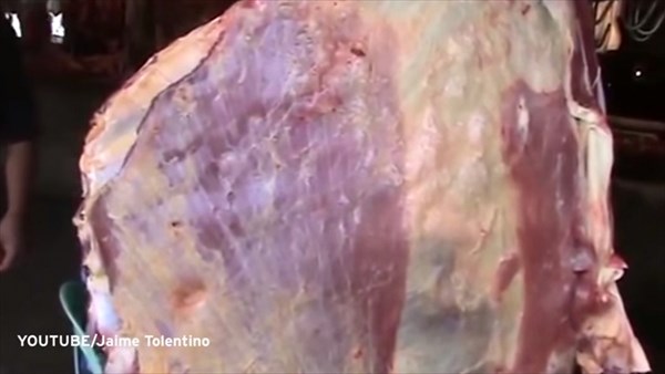 ぶら下がった肉の塊がピクンピクン！　フィリピンで撮影された脈動する肉