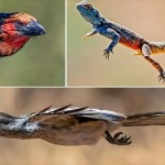 鳥や昆虫、さらにはトカゲ！　アーネスト・ポッターが撮影した飛行する動物たち